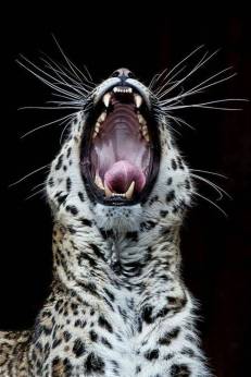 my_favorite_tapiture_photos_50_photos17_1401038074